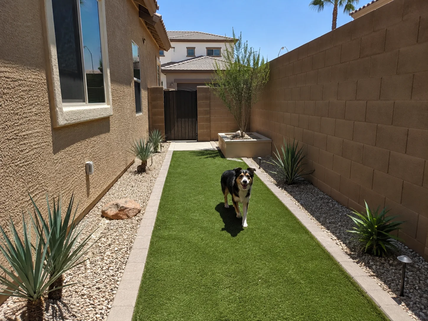 Pet turf dog run Surprise AZ